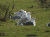 Caspian Gull at Canvey Wick (Steve Arlow) (162192 bytes)